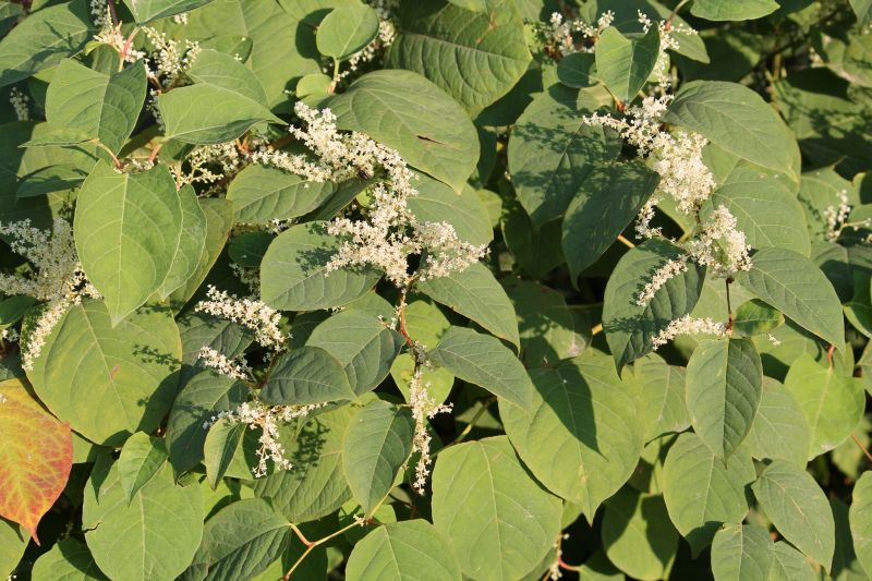 Knotweed Density