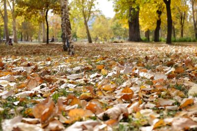 Healthy Autumn Lawn