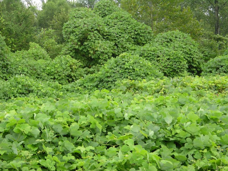 Invasive Knotweed Management