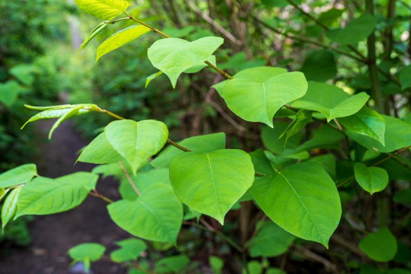 Invasive Knotweed Management