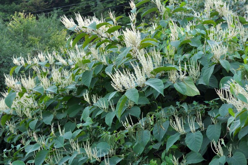 Invasive Knotweed Management