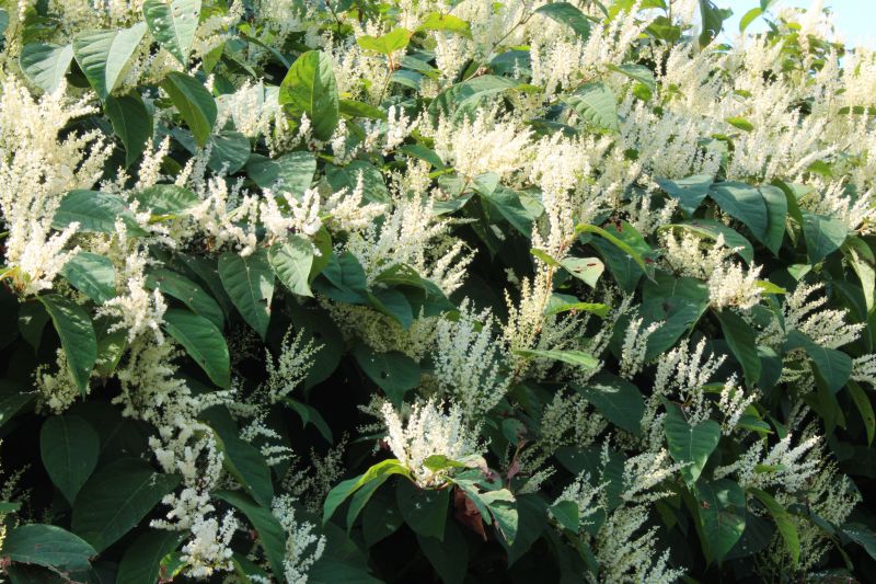 Invasive Knotweed Management